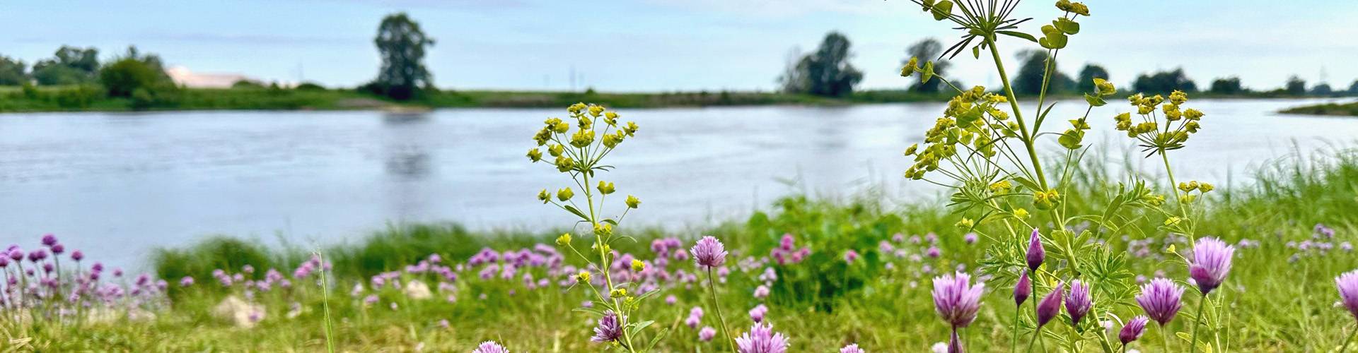 elbe heidewasser 01